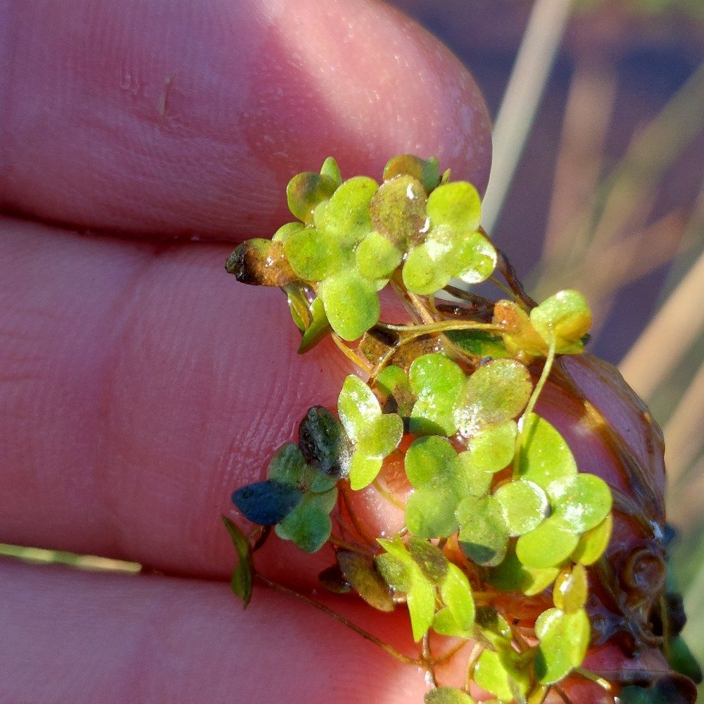 Lemna minor (Common Duckweed) (alternate view 12)