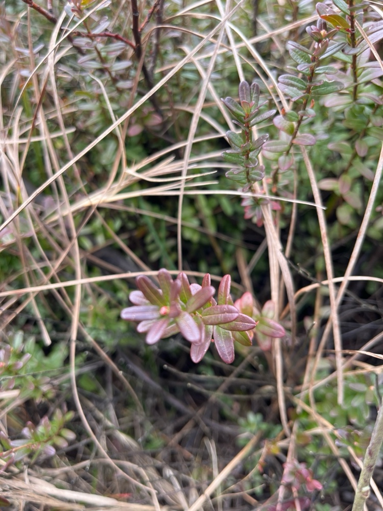 Vaccinium macrocarpon (American Cranberry) (alternate view 8)