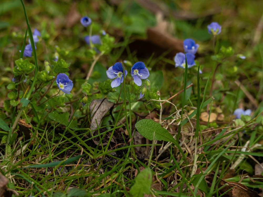 Veronica filiformis (Slender speedwell) (alternate view 12)