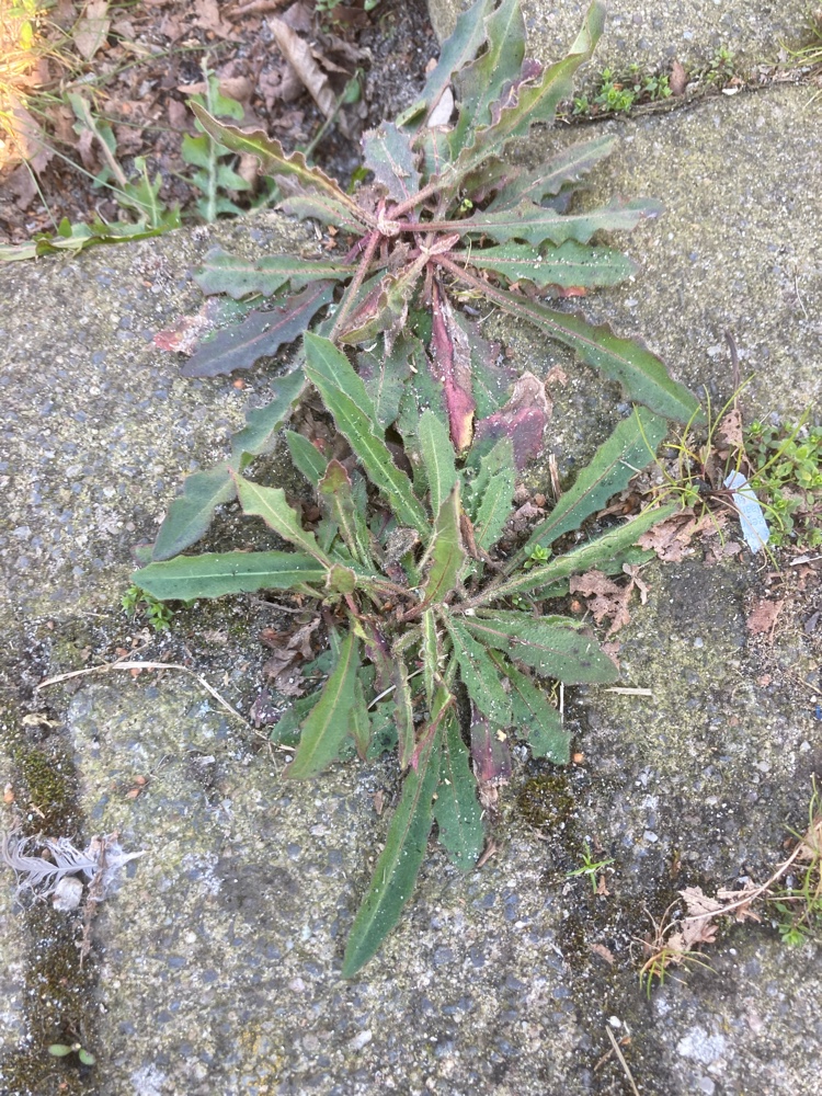 Picris hieracioides (Hawkweed Oxtongue) (alternate view 14)