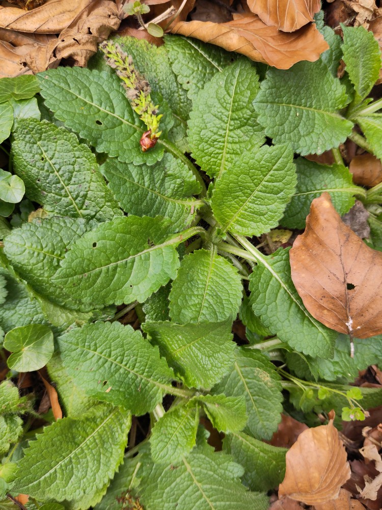 Dipsacus pilosus (small teasel) (alternate view 13)