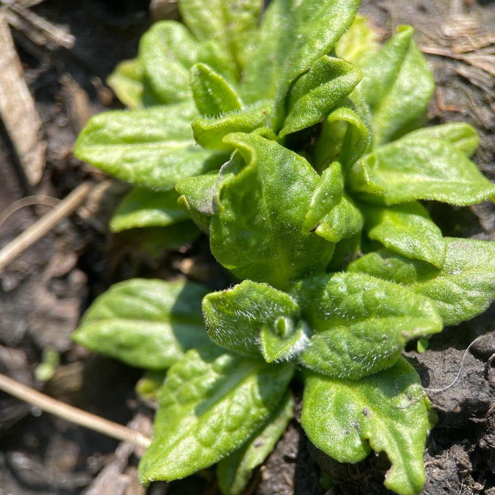 Pulicaria dysenterica (Common Fleabane) (alternate view 15)
