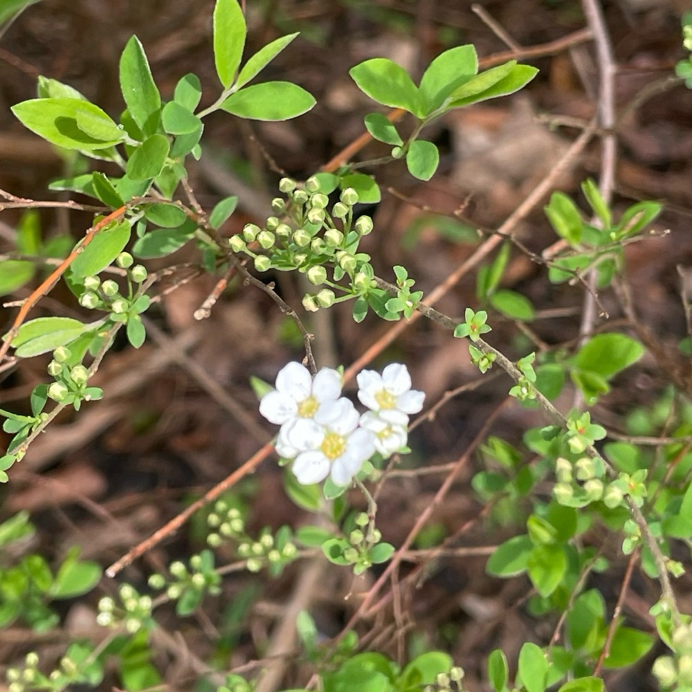 Spiraea (meadowsweets) (alternate view 4)