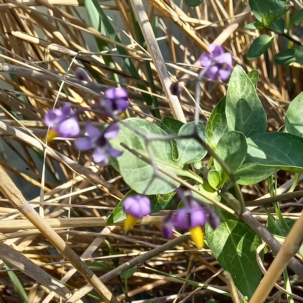 Solanum dulcamara (bittersweet nightshade) (alternate view 11)