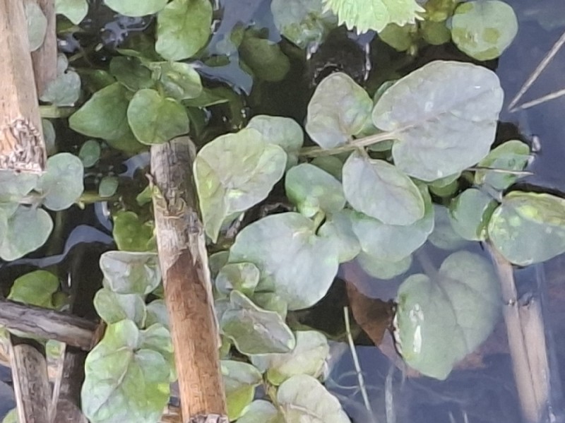 Nasturtium (Watercresses)