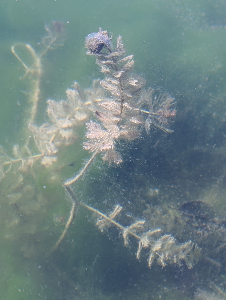 Myriophyllum spicatum (Eurasian watermilfoil) (alternate view 11)