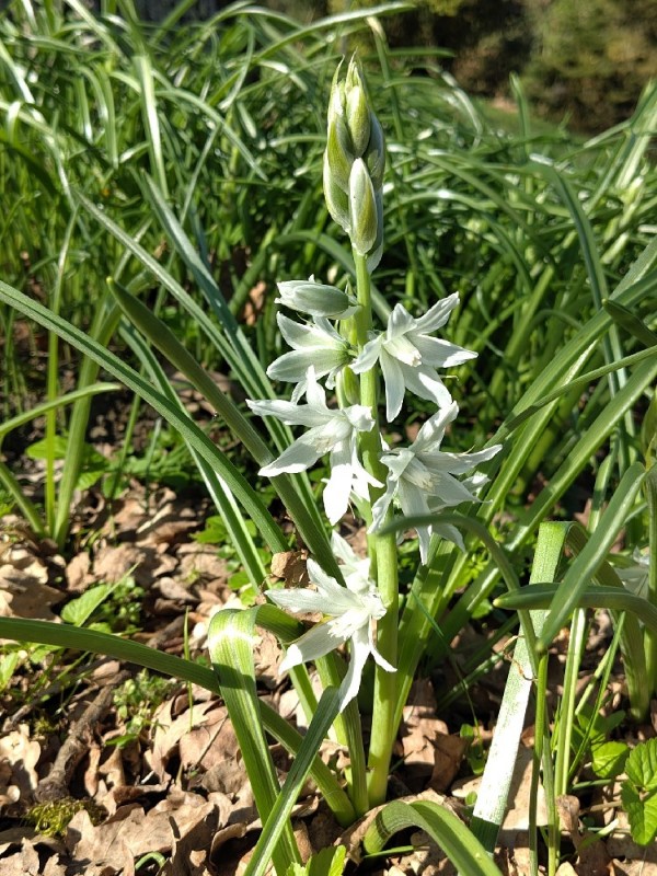 Ornithogalum (star-of-Bethlehem)