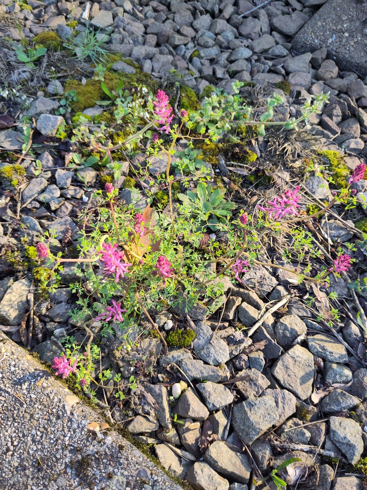 Fumaria officinalis (Common Fumitory) (alternate view 8)