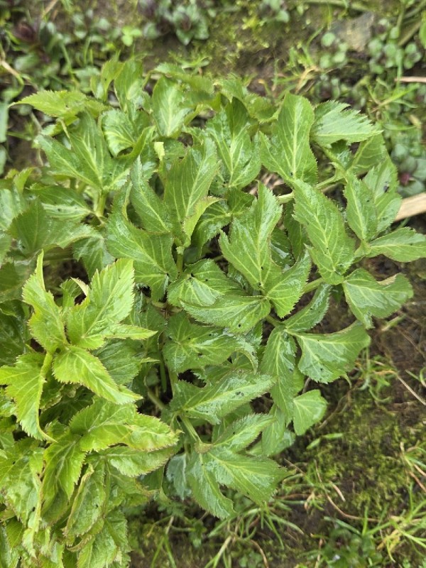 Angelica archangelica (Garden angelica) (alternate view 11)