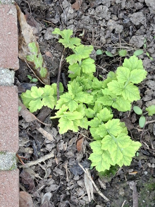 Papaver cambricum (welsh poppy) (alternate view 11)