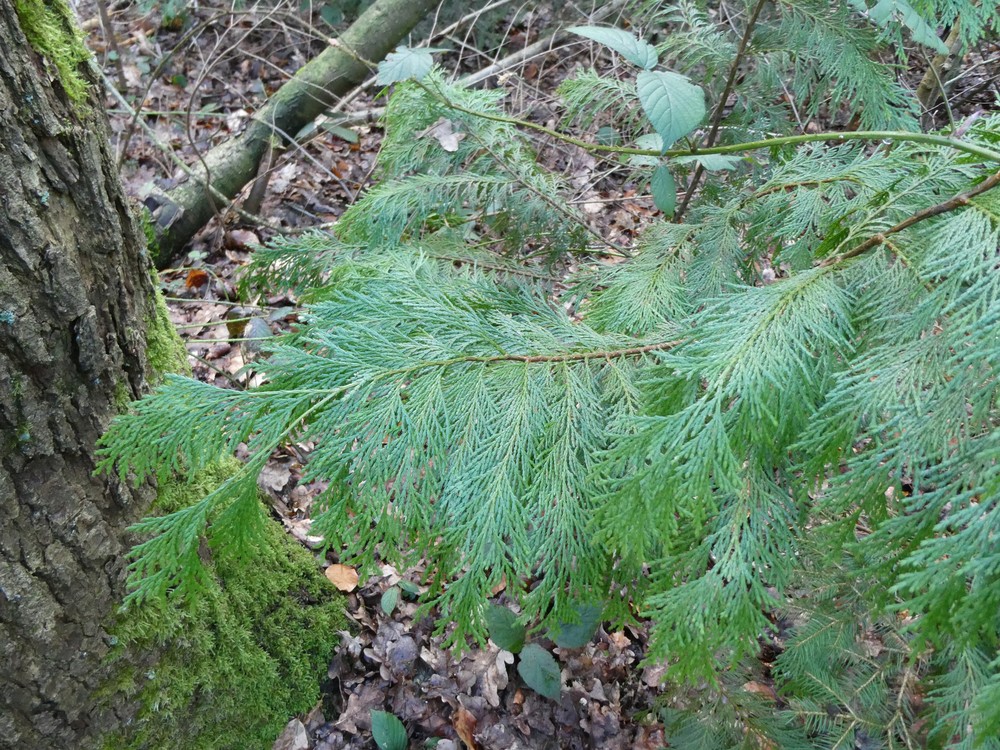 Chamaecyparis (False Cypress)