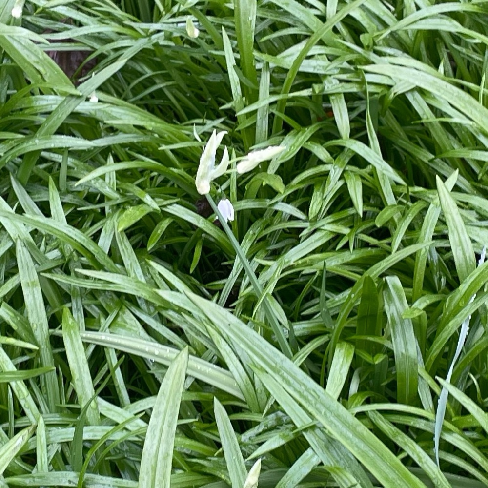Allium paradoxum (Few-flowered Leek) (alternate view 13)