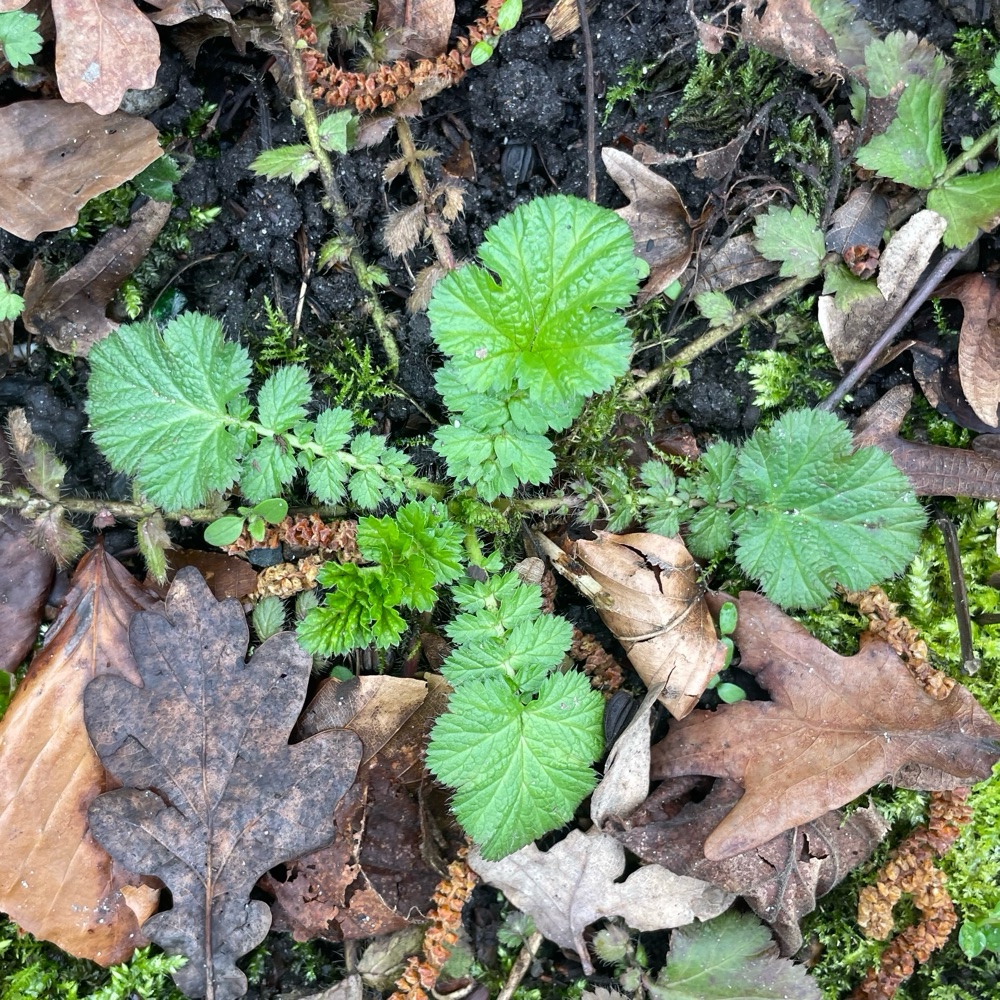 Geum macrophyllum (large-leaved avens) (alternate view 13)