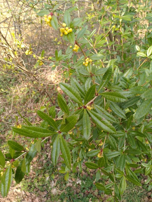 Berberis julianae (Wintergreen barberry)