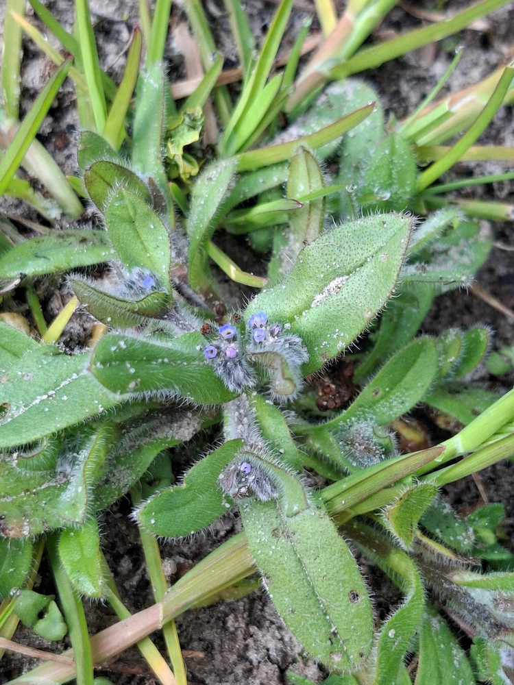 Myosotis ramosissima (Early Forget-me-not) (alternate view 14)