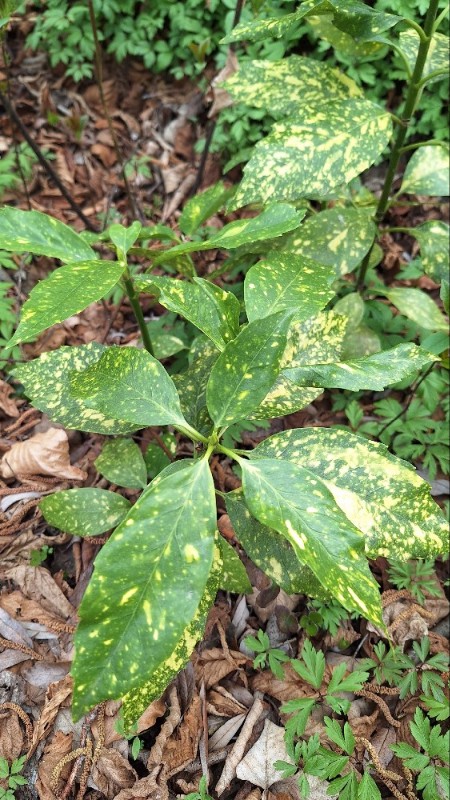 Aucuba japonica (Japanese aucuba) (alternate view 2)