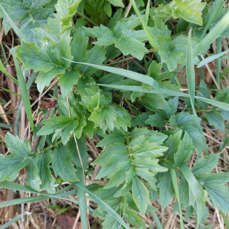 Valeriana (valerians) (alternate view 3)