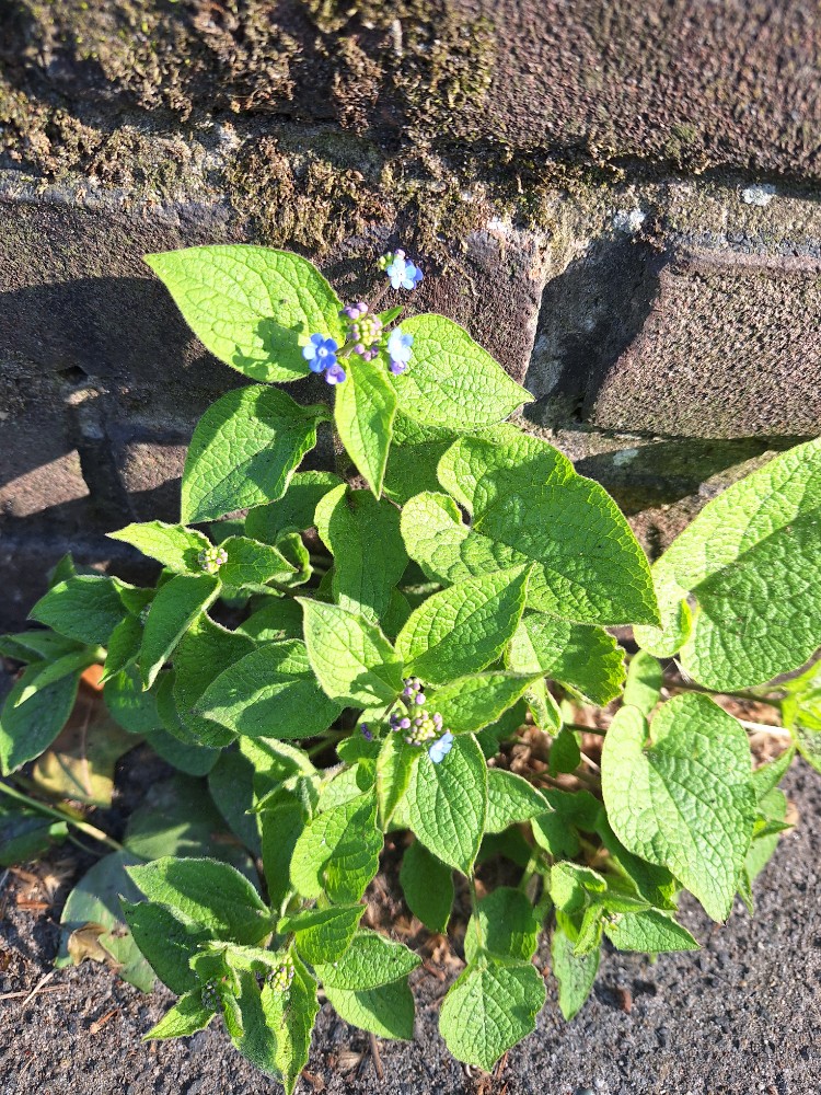 Brunnera
