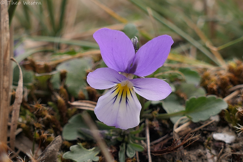 Viola tricolor (Wild Pansy) (alternate view 12)