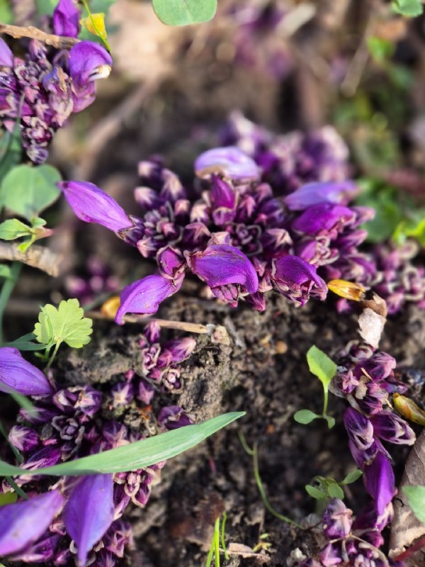 Lathraea clandestina (Purple Toothwort) (alternate view 11)
