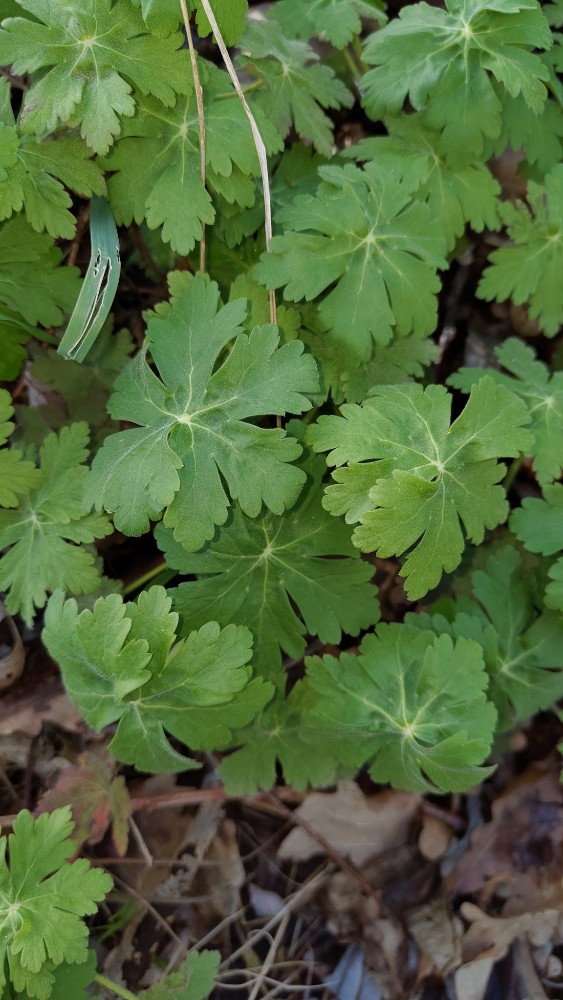 Geranium macrorrhizum (Bigroot Geranium) (alternate view 11)