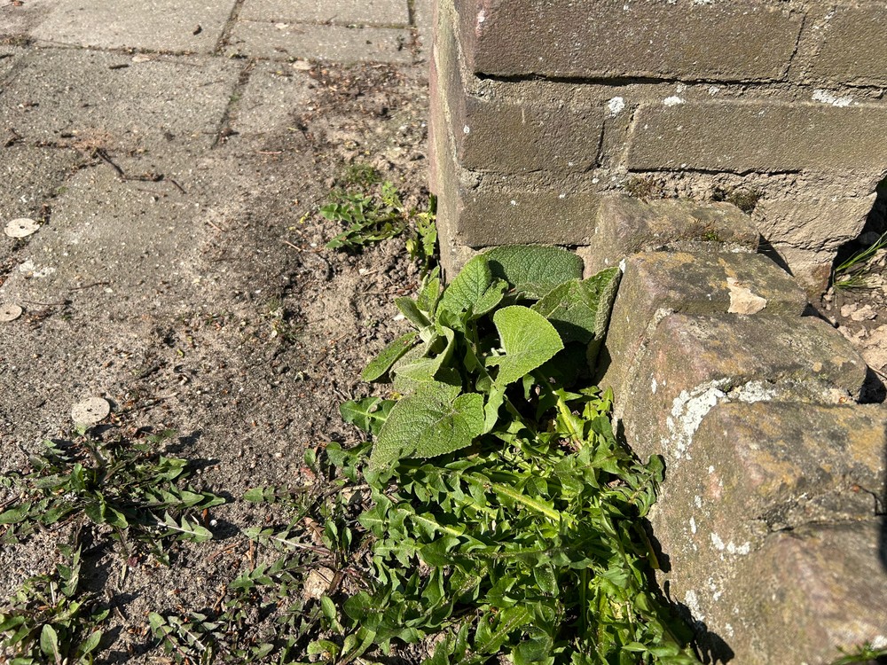 Phlomis (Lampwicks) (alternate view 3)