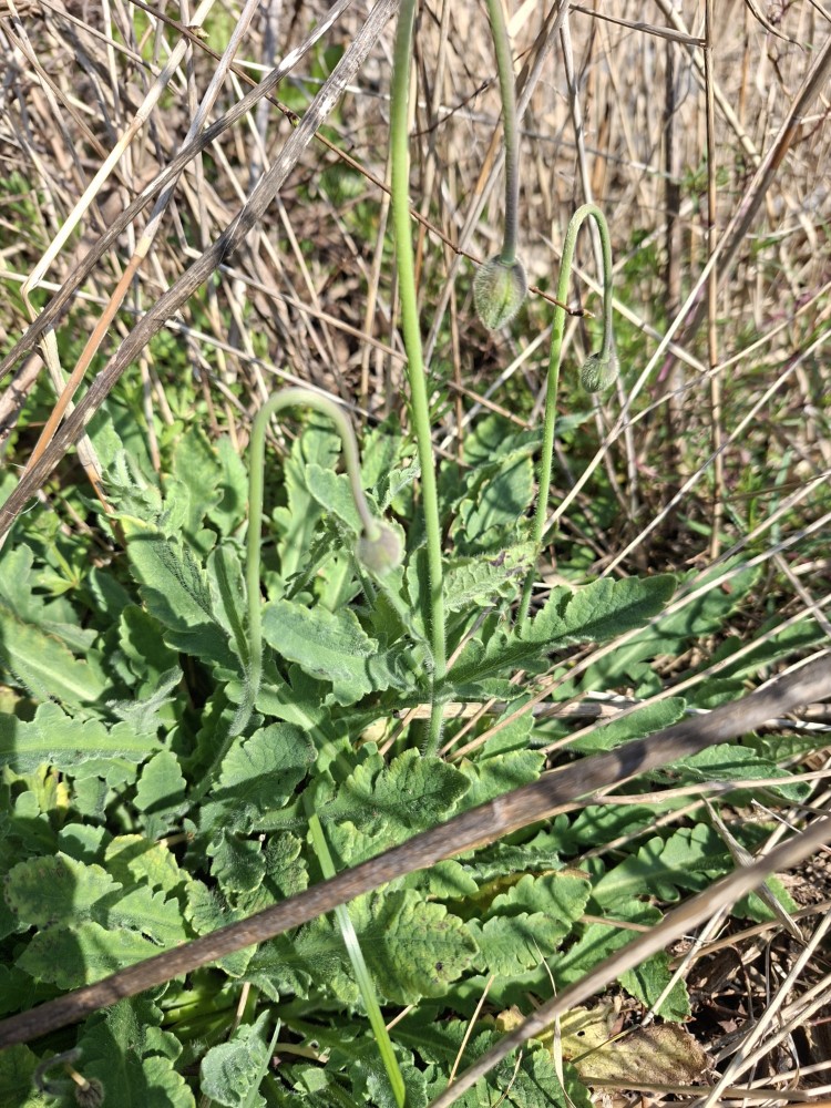 Papaver atlanticum (Atlas Poppy) (alternate view 12)