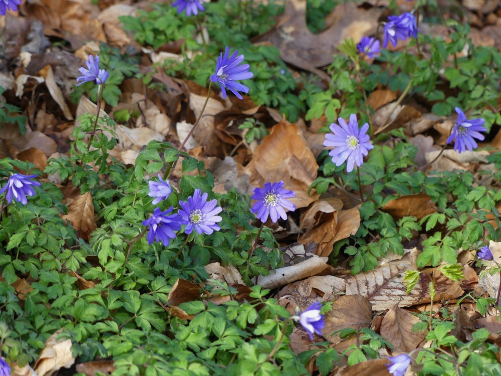 Anemonoides apennina (Blue Anemone) (alternate view 6)