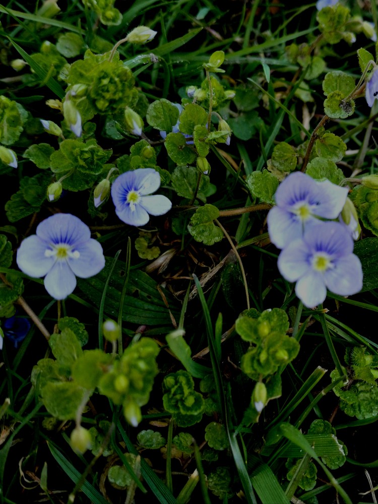 Veronica filiformis (Slender speedwell) (alternate view 13)