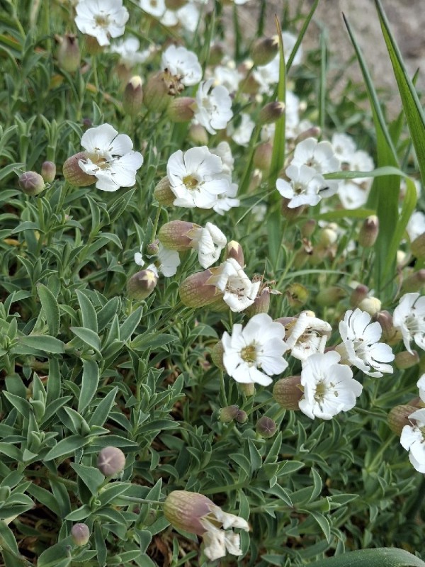 Silene uniflora (Sea Campion) (alternate view 13)