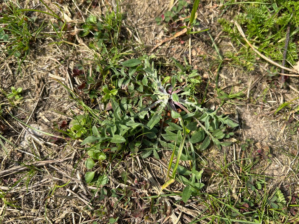 Centaurea stoebe (spotted knapweed) (alternate view 12)