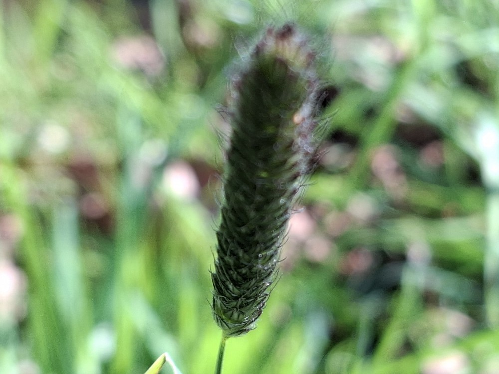 Alopecurus pratensis (Meadow Foxtail) (alternate view 9)