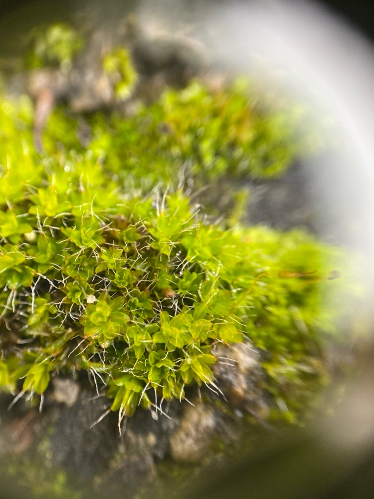 Syntrichia montana (Intermediate Screw-moss) (alternate view 14)