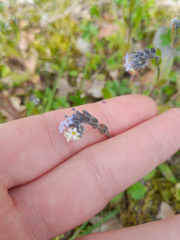 Myosotis discolor (Changing Forget-me-not) (alternate view 11)