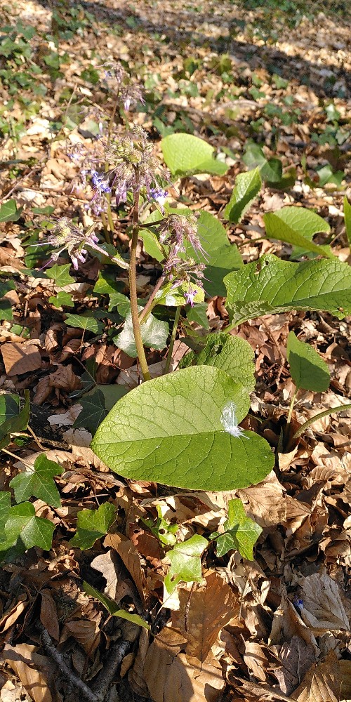 Trachystemon orientalis (giant borage) (alternate view 11)