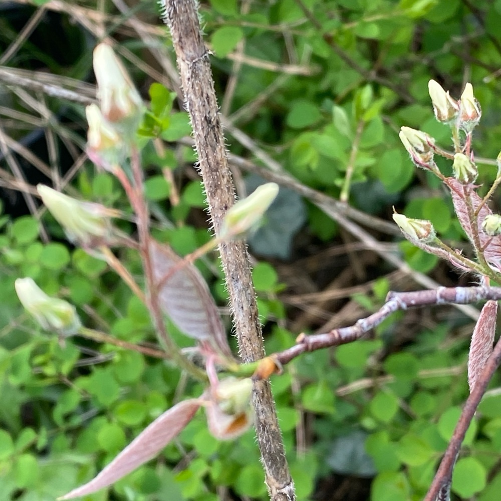 Amelanchier (serviceberries) (alternate view 2)