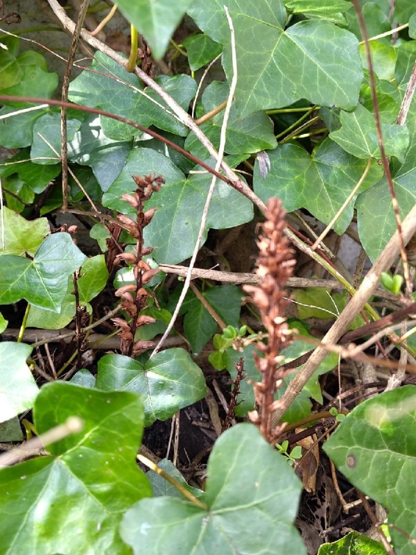 Orobanche hederae (ivy broomrape) (alternate view 11)