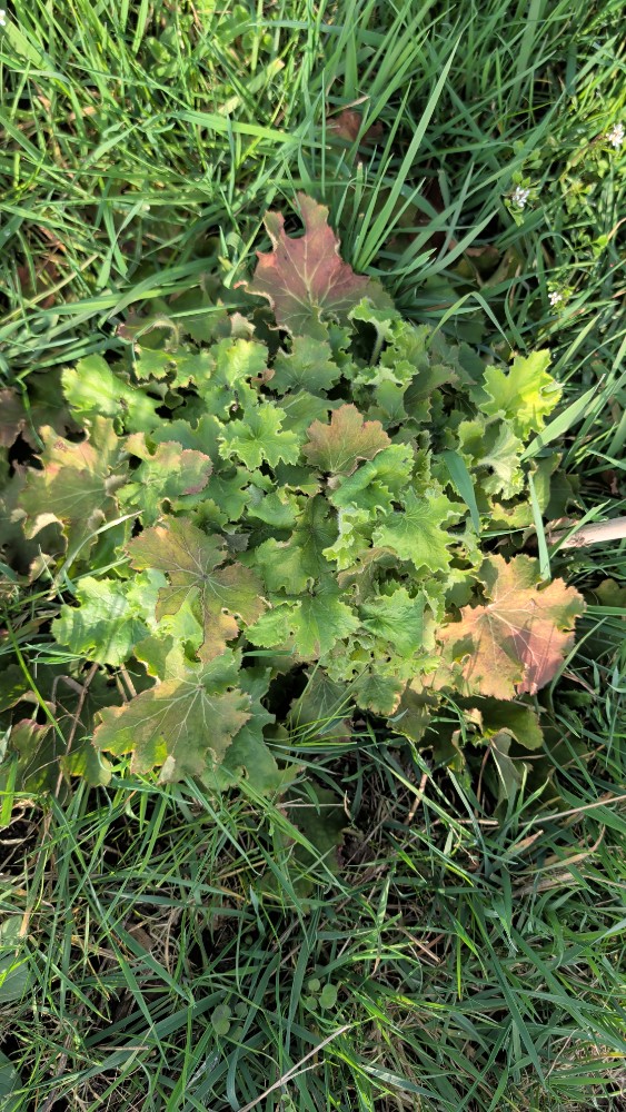Alchemilla (Lady's-mantles) (alternate view 2)