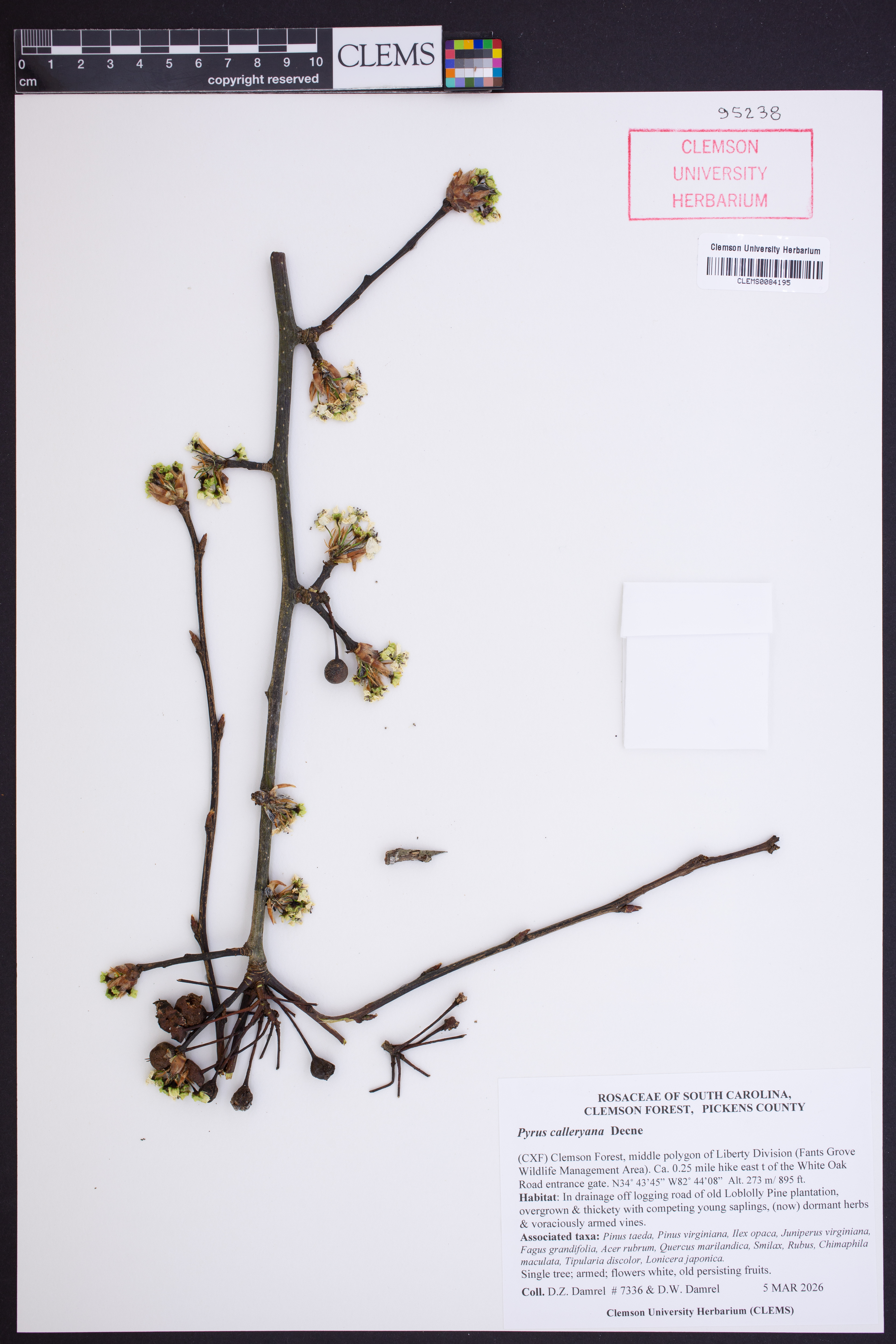 Pyrus calleryana (Callery flowering pear) (alternate view 10)