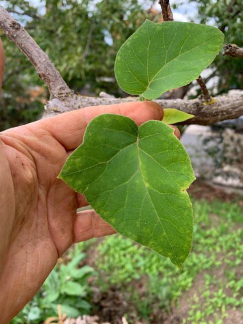 Paulownia tomentosa (empress tree) (alternate view 5)