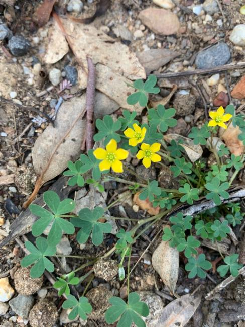 Oxalis perennans (woody-root woodsorrel) (alternate view 13)
