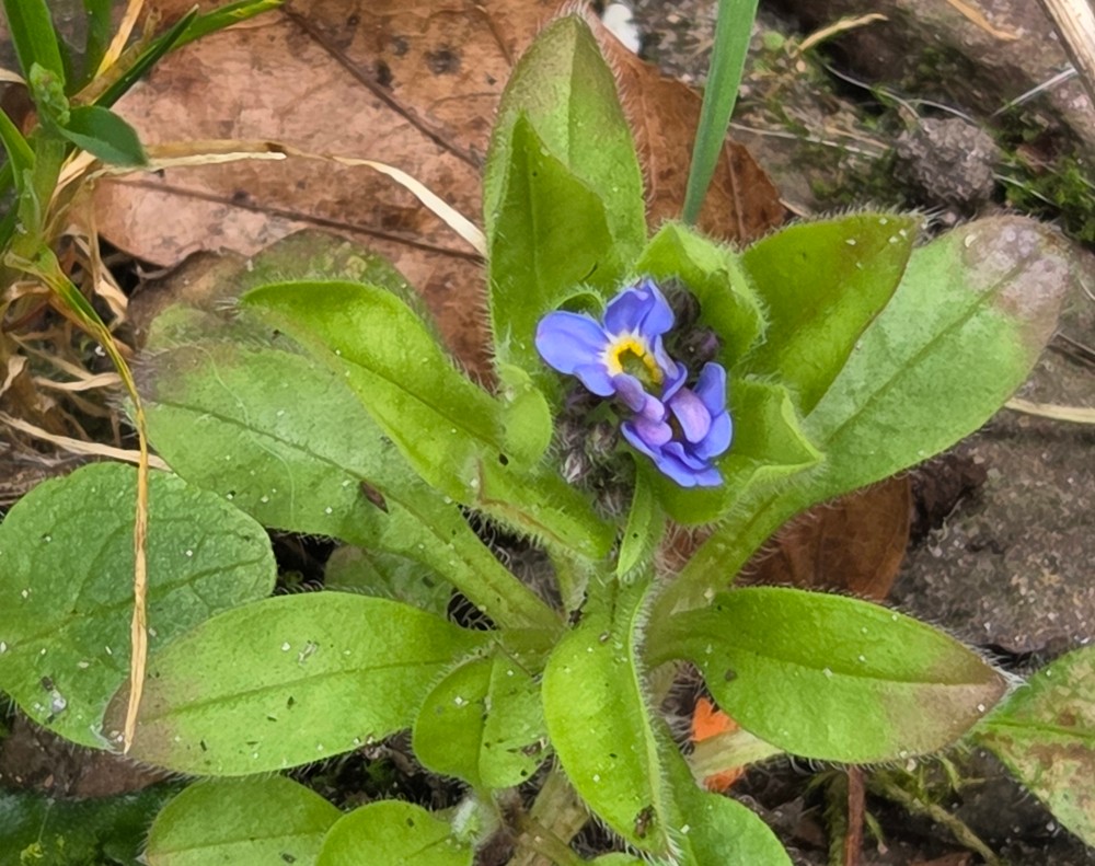 Myosotis sylvatica (forget-me-not) (alternate view 11)