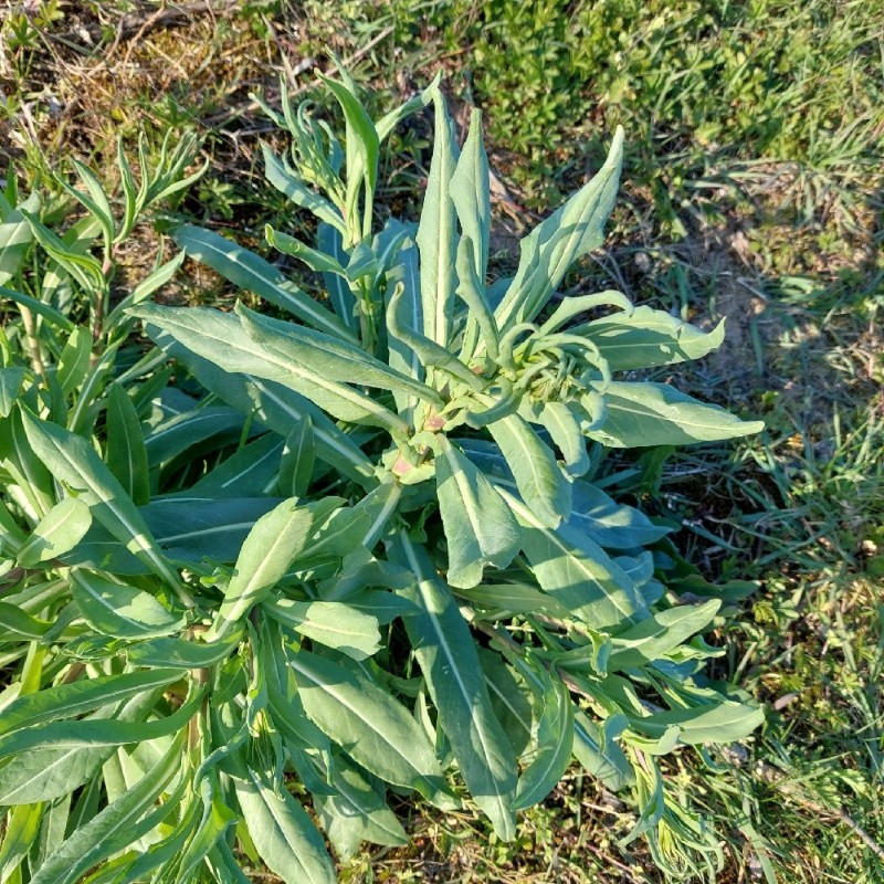 Isatis tinctoria (alternate view 2)