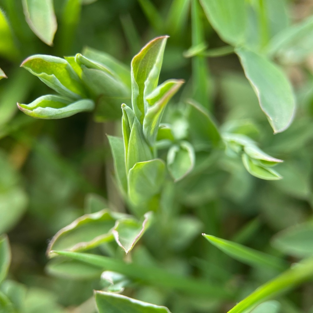 Lathyrus pratensis (meadow pea) (alternate view 13)