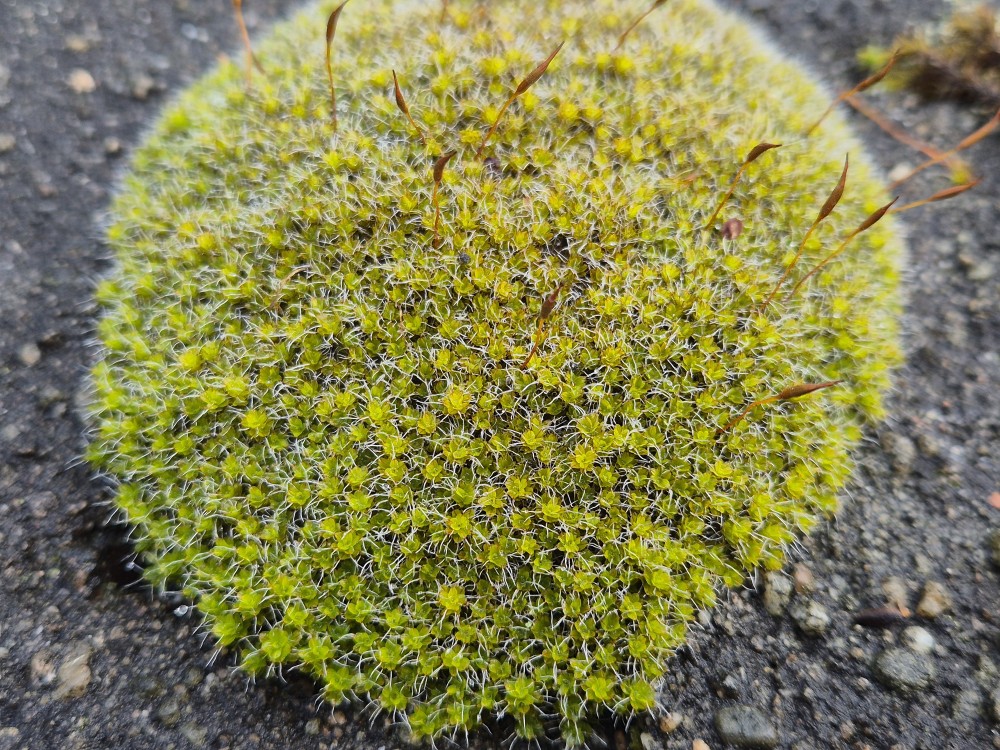 Syntrichia montana (Intermediate Screw-moss) (alternate view 11)