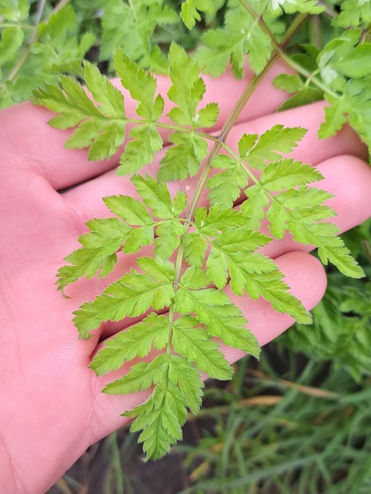 Myrrhis odorata (sweet cicely) (alternate view 11)