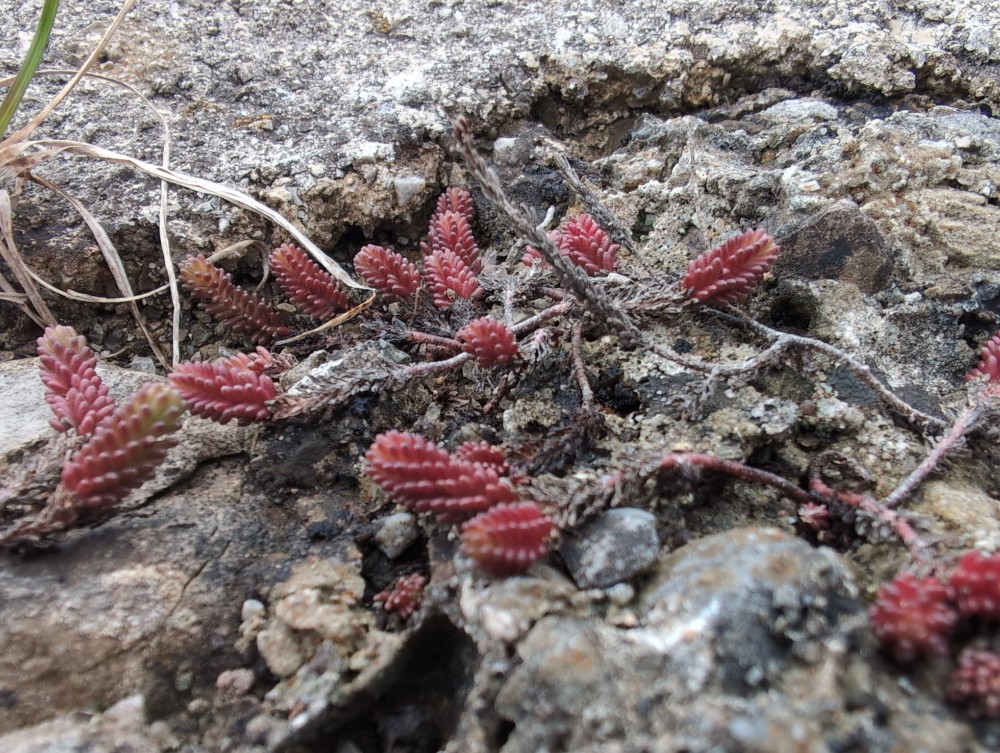 Sedum sexangulare (alternate view 2)