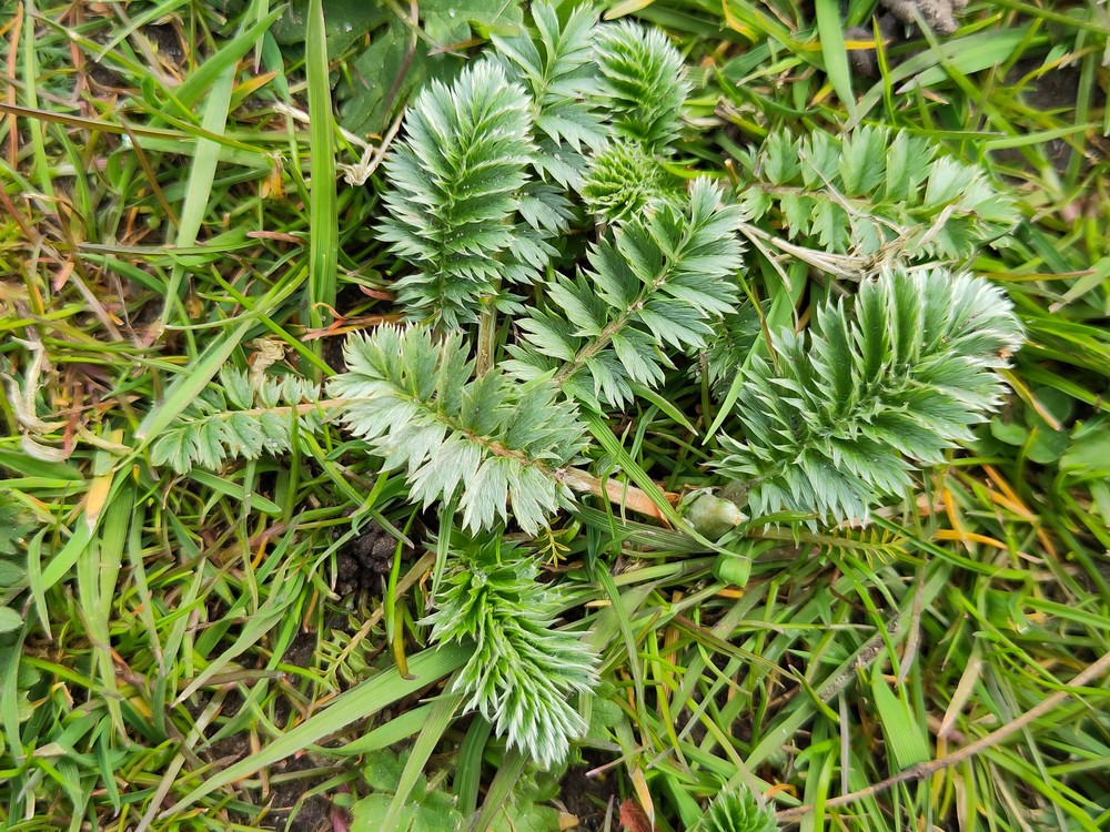 Potentilla anserina (Pacific Silverweed) (alternate view 4)