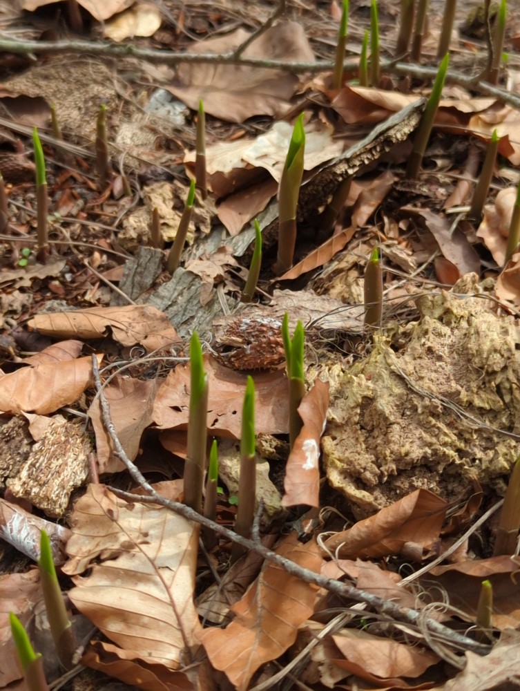 Convallaria majalis (lily of the valley) (alternate view 12)