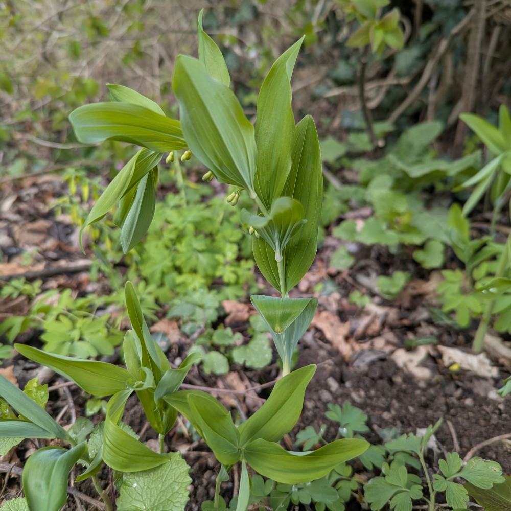 Polygonatum multiflorum (Solomon's-seal) (alternate view 11)